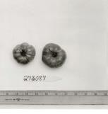 Click for 1 image(s) for this accession. FRUIT